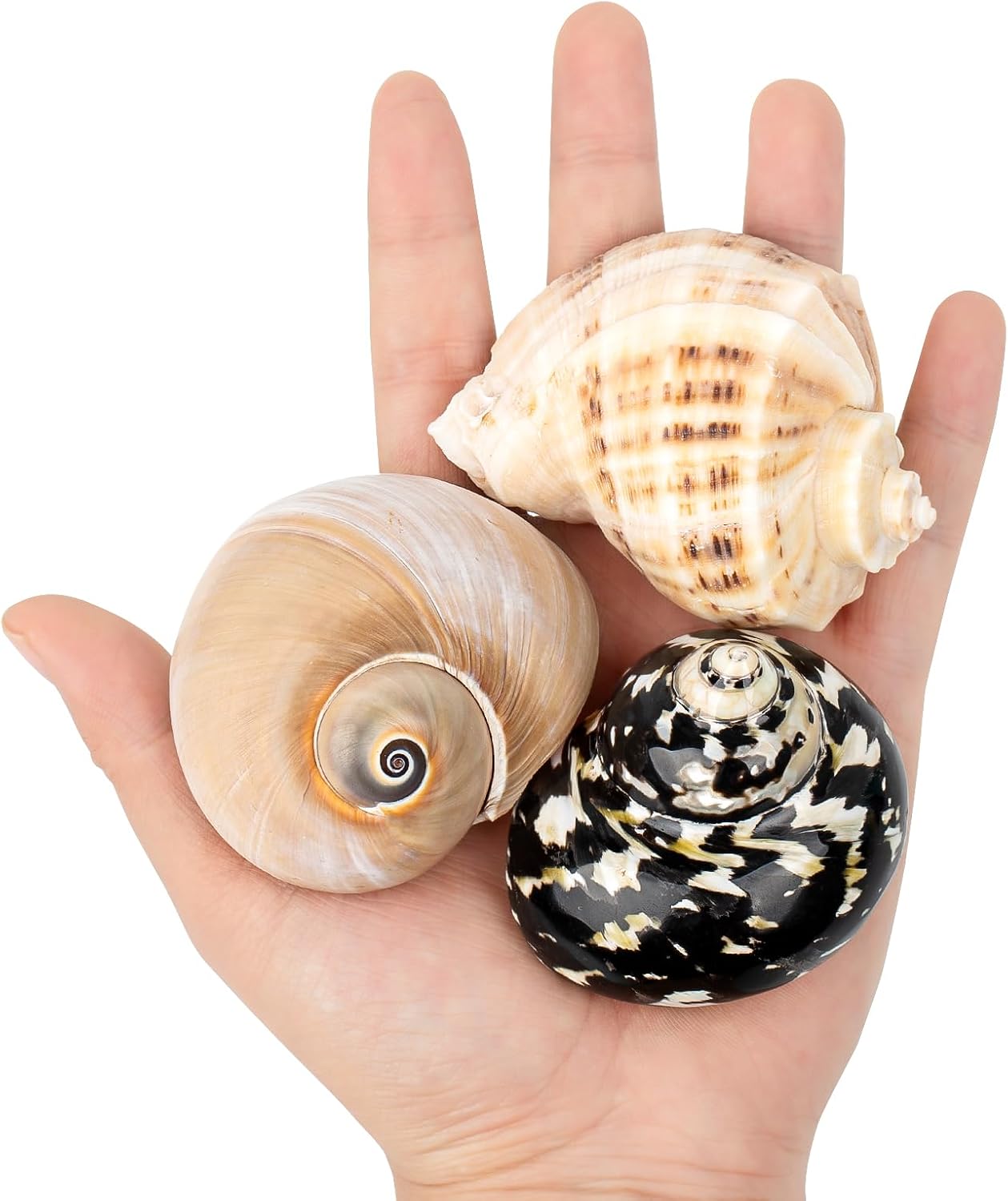 Authentic USA imported hermit crab habitat supplies