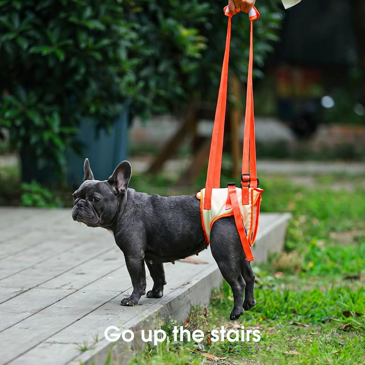 Dog walking with rear leg support harness