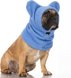 Lifestyle shot of medium dog wearing Clysee winter headgear