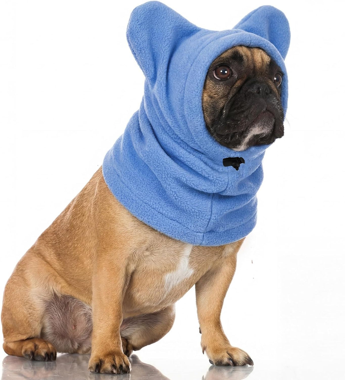 Lifestyle shot of medium dog wearing Clysee winter headgear