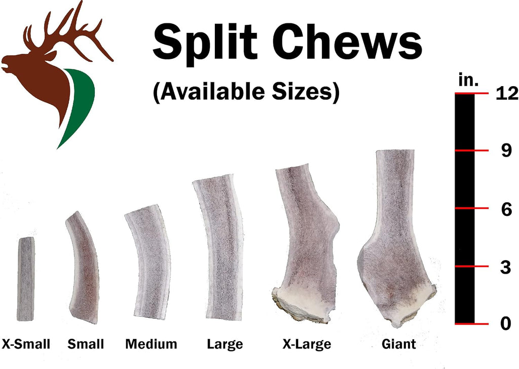 Close up of the hand cut and smoothed edges of the split elk antler bone for pet safety