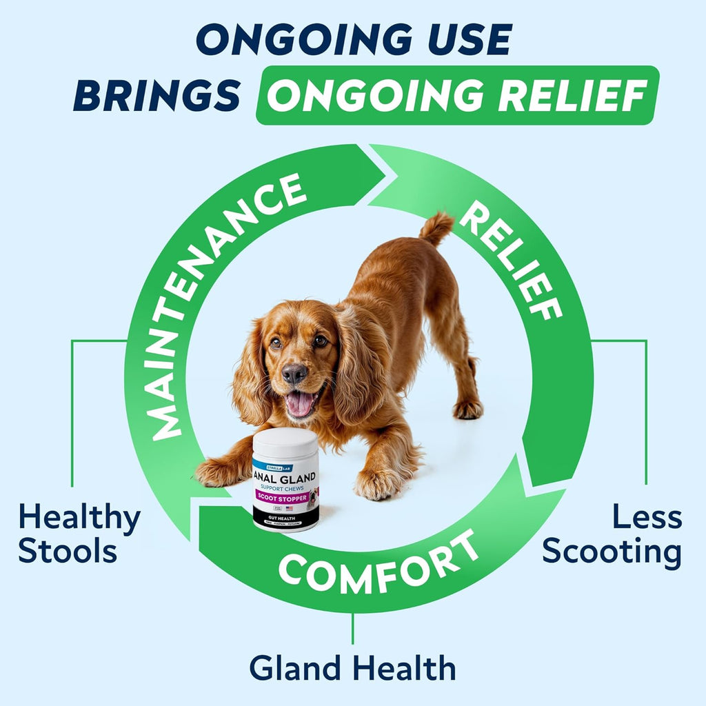 STRELLALAB pumpkin and psyllium husk supplement to relieve canine floor dragging