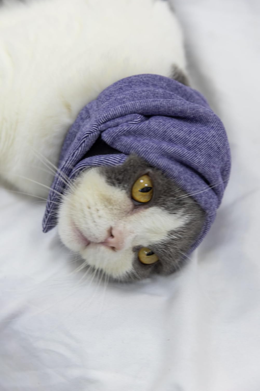 Cat Hematoma Ear Wrap,Noise Cancelling Calming Anxiety & Stress Relief - Ear Cover for cat Purple S - Image 9