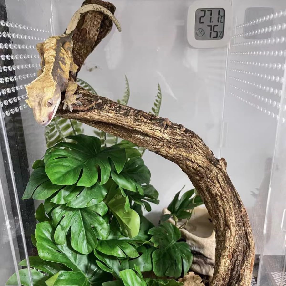 Easy install hanging decor for lizard and gecko tanks