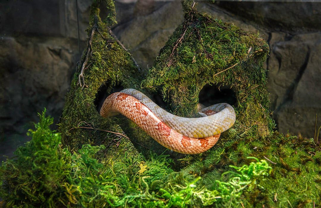 Galapagos natural forest terrarium bedding label