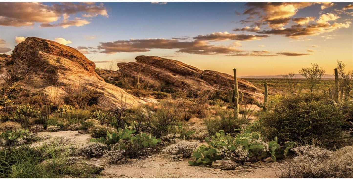AWERT reptile habitat background front view showcasing a vibrant desert cactus sun and blue sky oasis scene.