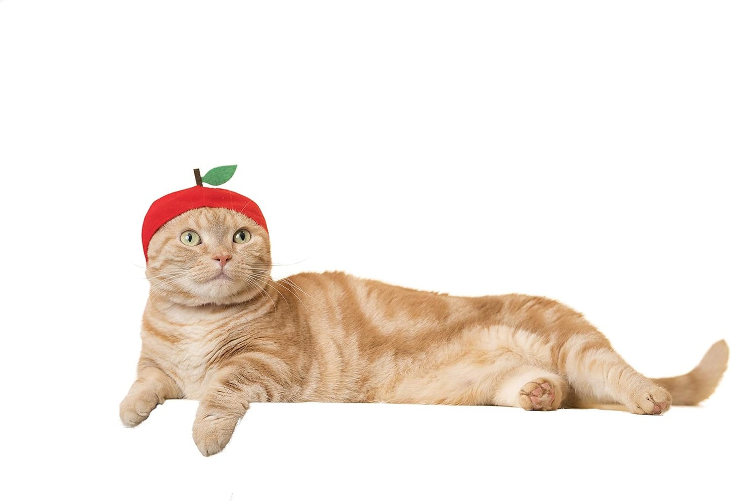 Authentic Kitan Club branding on cat hat packaging