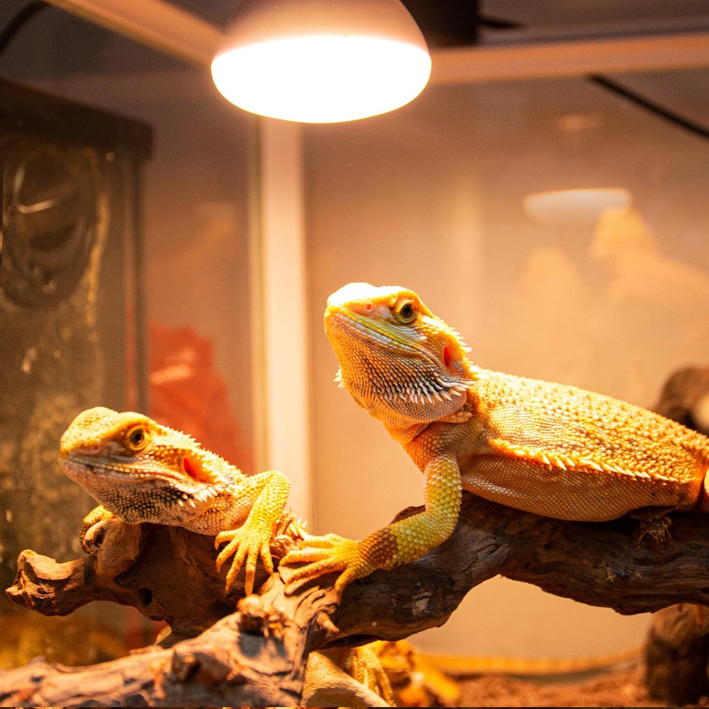 The reflective coating design on the REPTI ZOO reptile basking spot lamp.