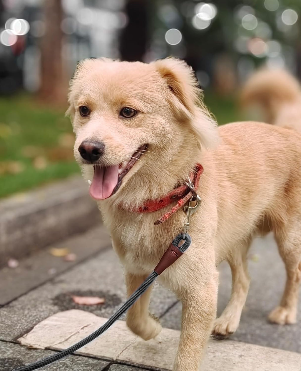 Side angle of the SEPXUFORE high-density climbing rope leash for small dogs.