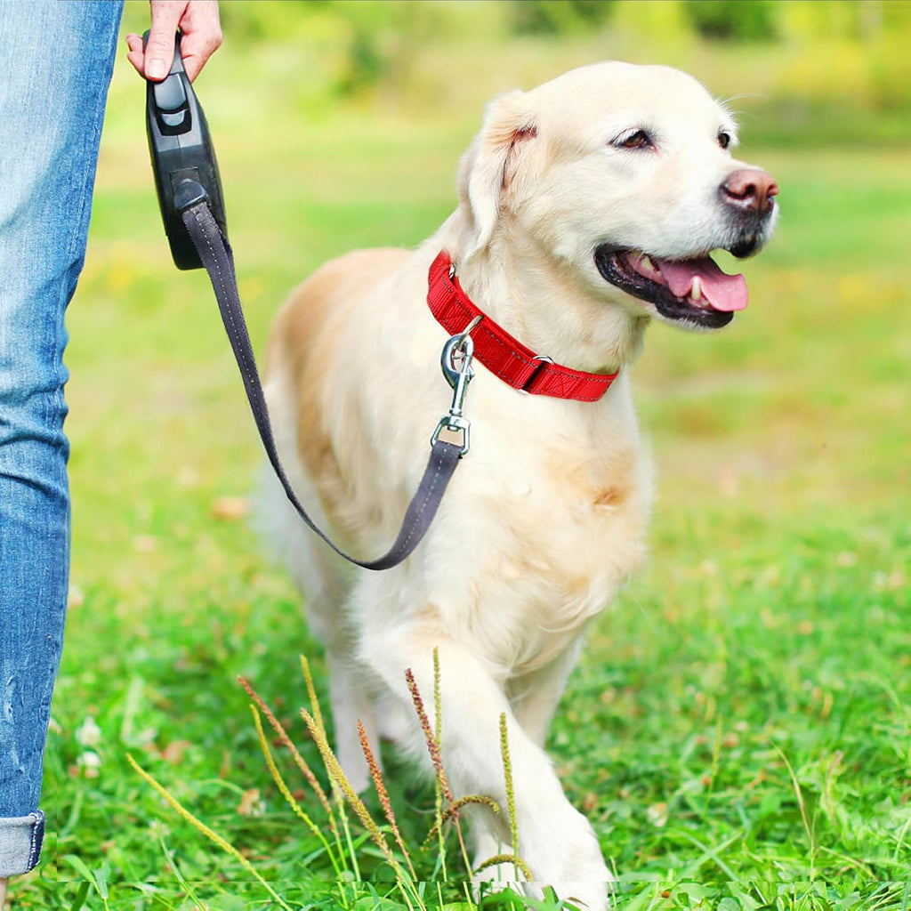 Suncliff reflective custom name dog collar laid flat showing sizing adjustments