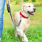 Suncliff reflective custom name dog collar laid flat showing sizing adjustments