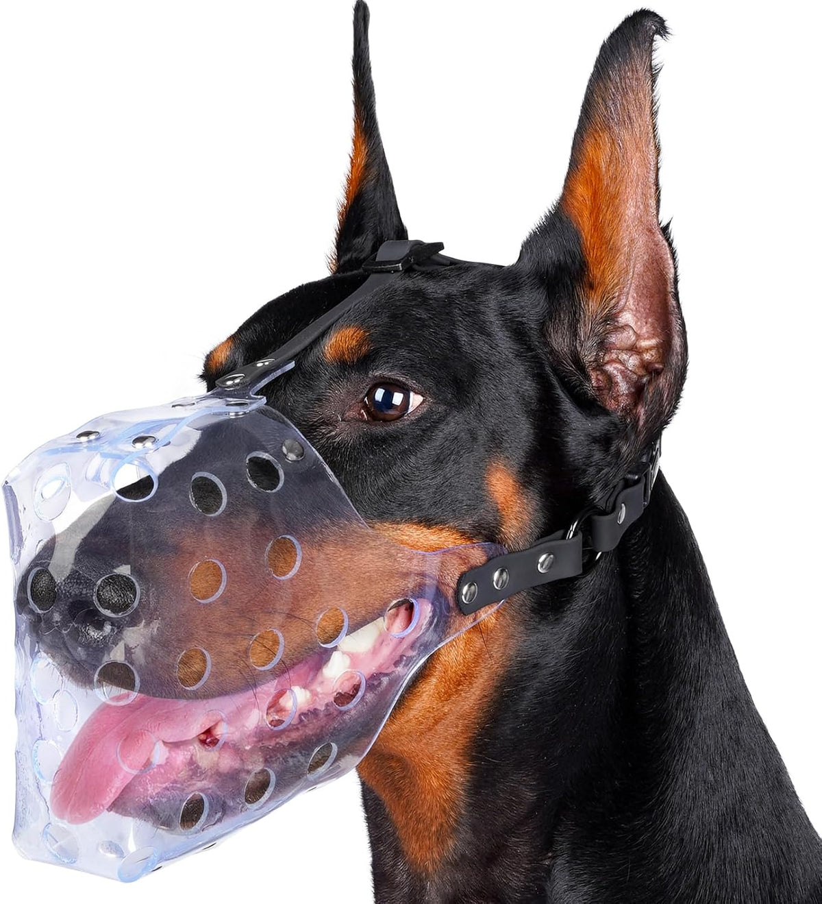 Mayerzon clear PVC basket muzzle front view on dog