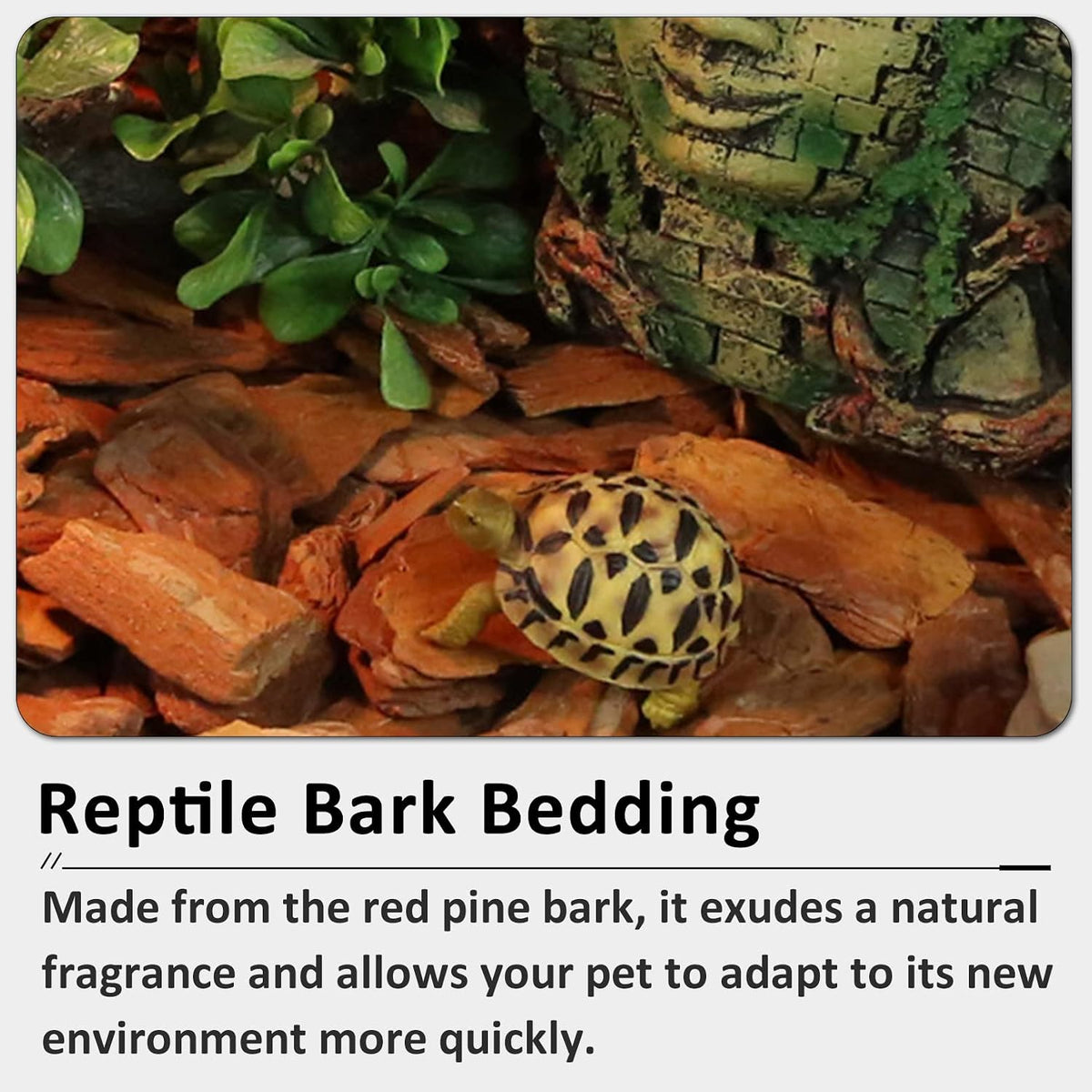 Reptile tank floor covered with natural wood chip bedding