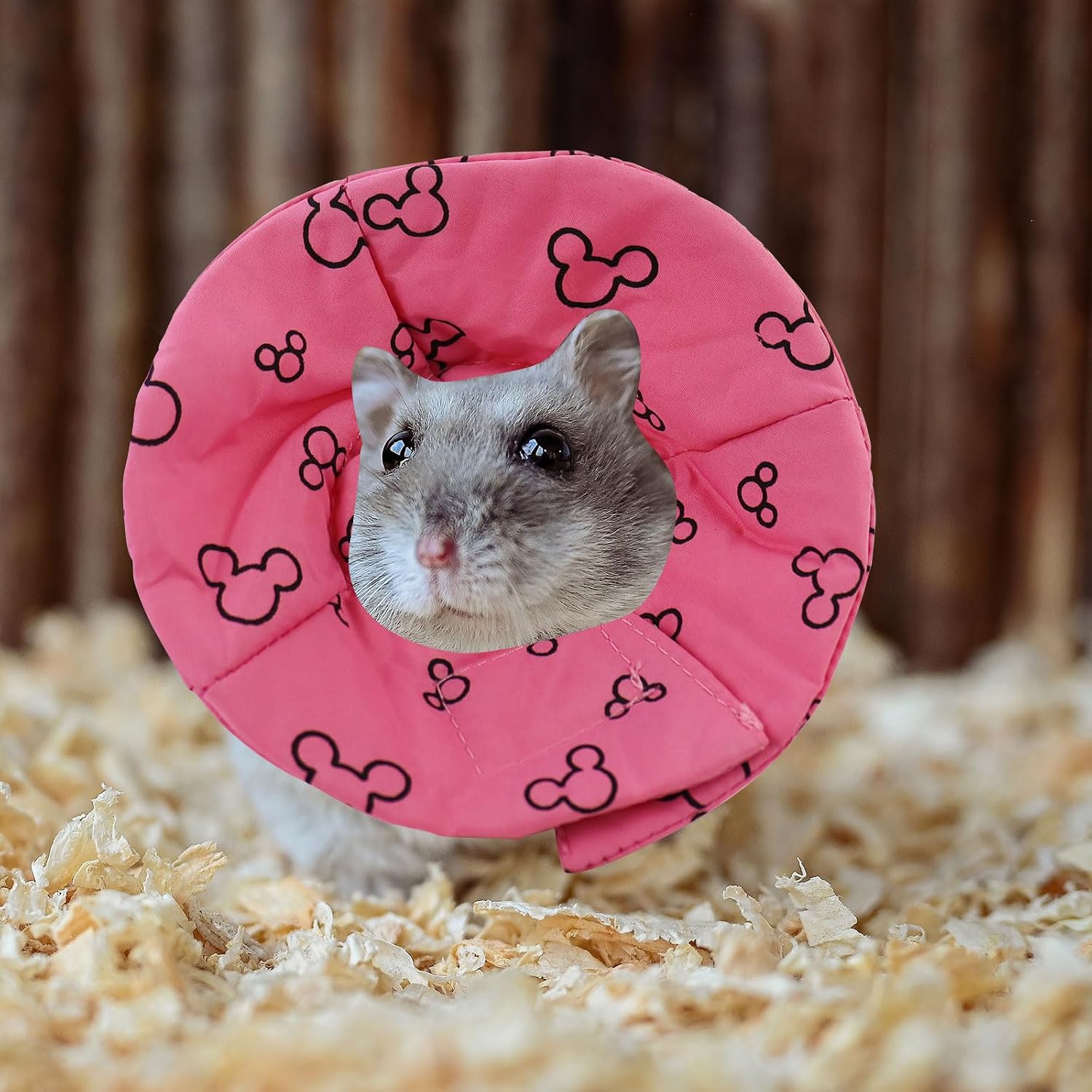 Andiker small animal anti lick neck cone lightweight fabric flexibility demonstration
