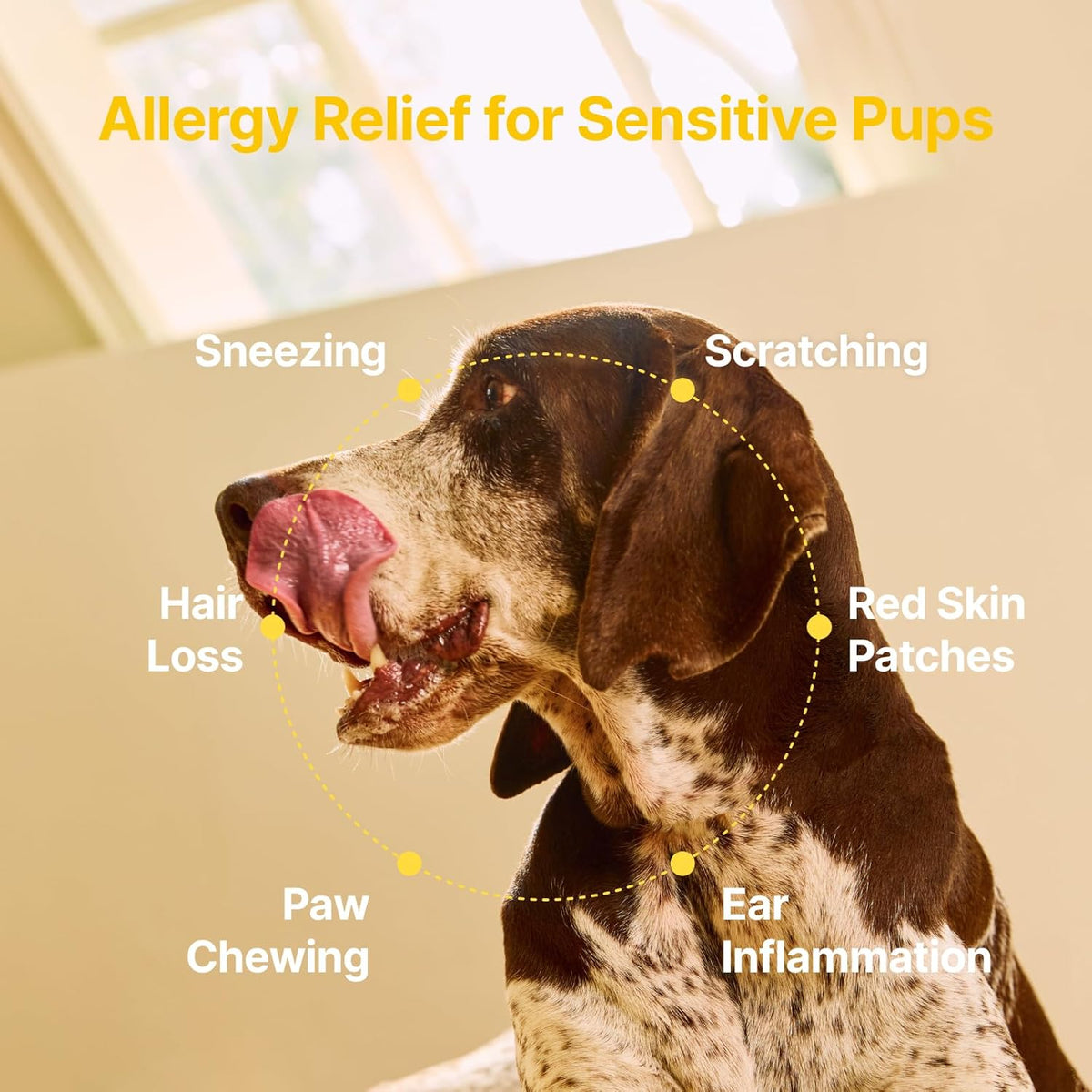 USA imported PENPEN allergy chews container on a clean surface