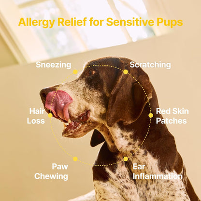 USA imported PENPEN allergy chews container on a clean surface