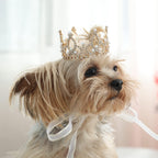 Underneath view showing the comfortable design and secure strap placement of the pet crown