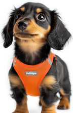 rabbitgoo Small Dog Harness, Step-in Easy On Soft Light Puppy Vest with Breathable Mesh for Walking, Safe Reflective Pet Harness for Small Sized Dogs, Navy Blue S - Image 13