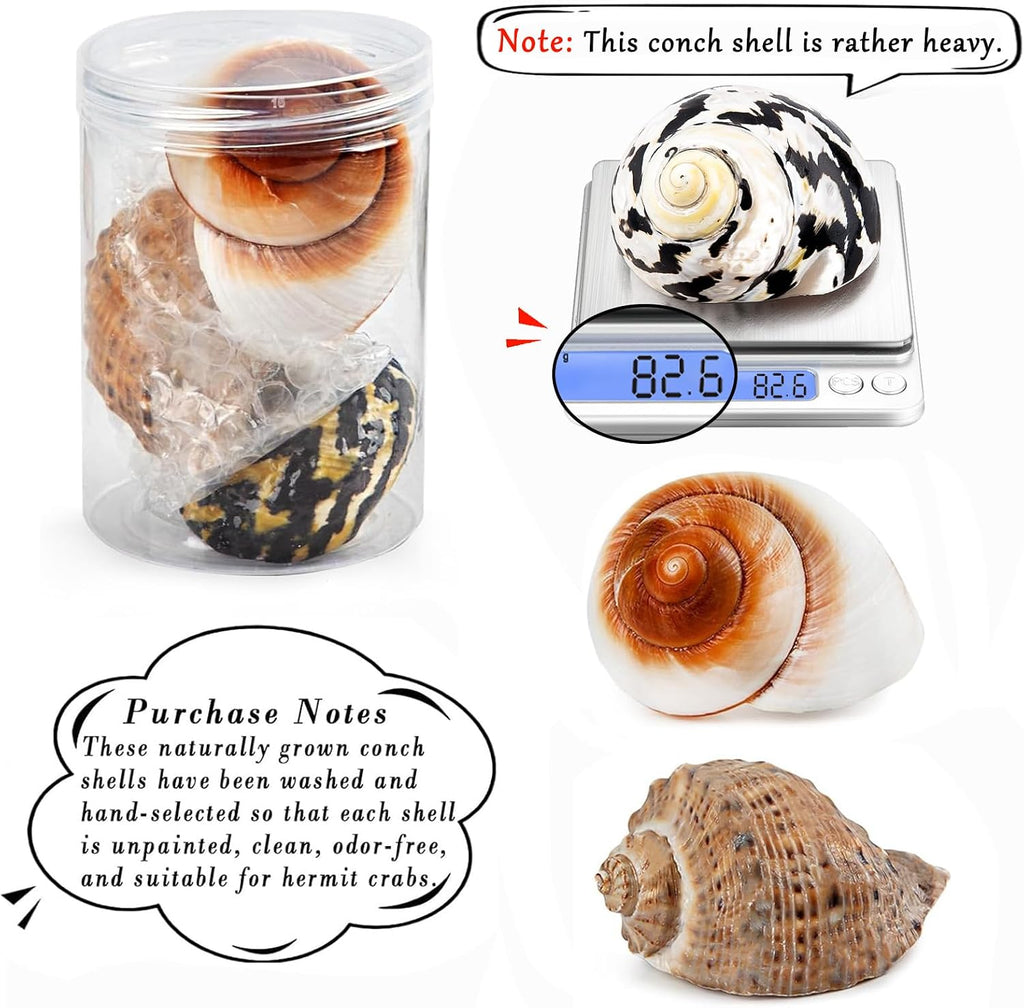 Qicqdram boutique extra large seashells showing spiral pattern