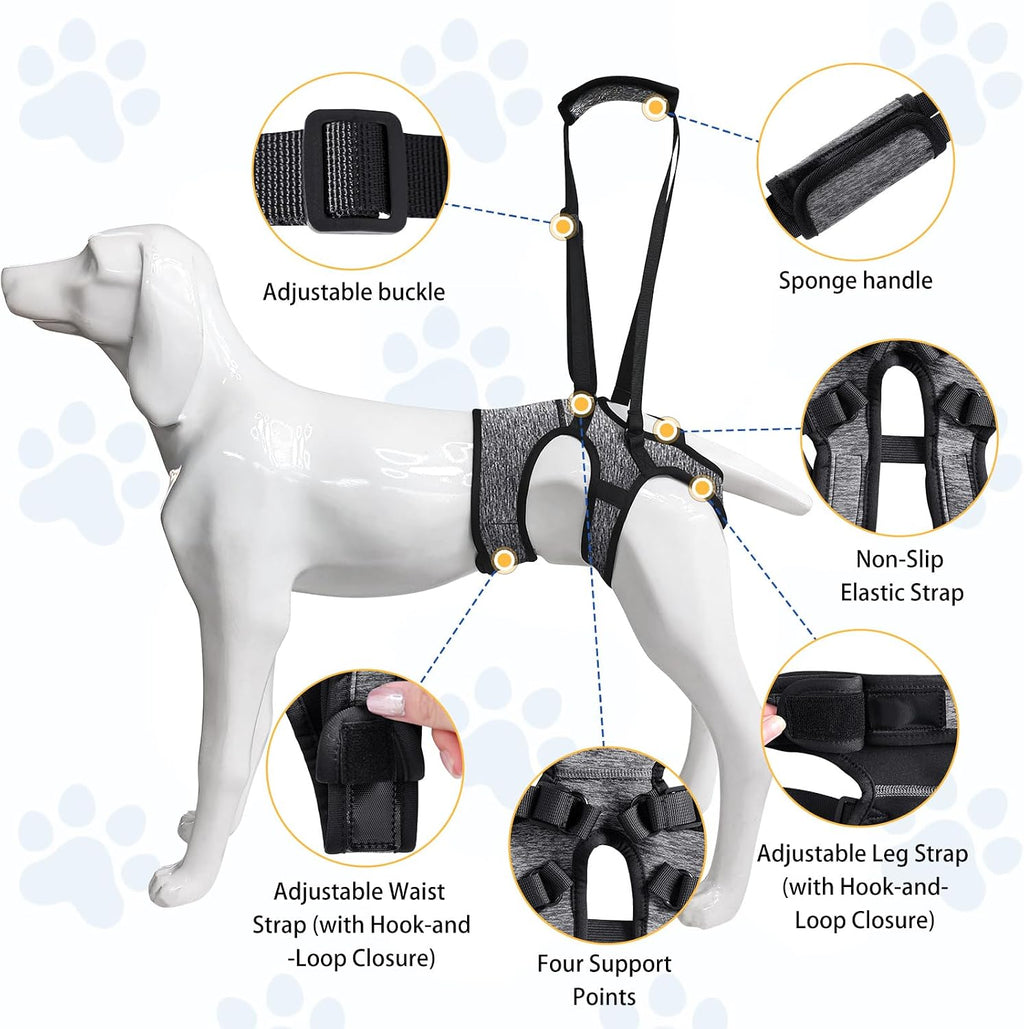 Owner using dog sling handle to assist large senior dog