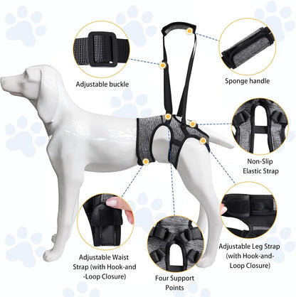 Owner using dog sling handle to assist large senior dog
