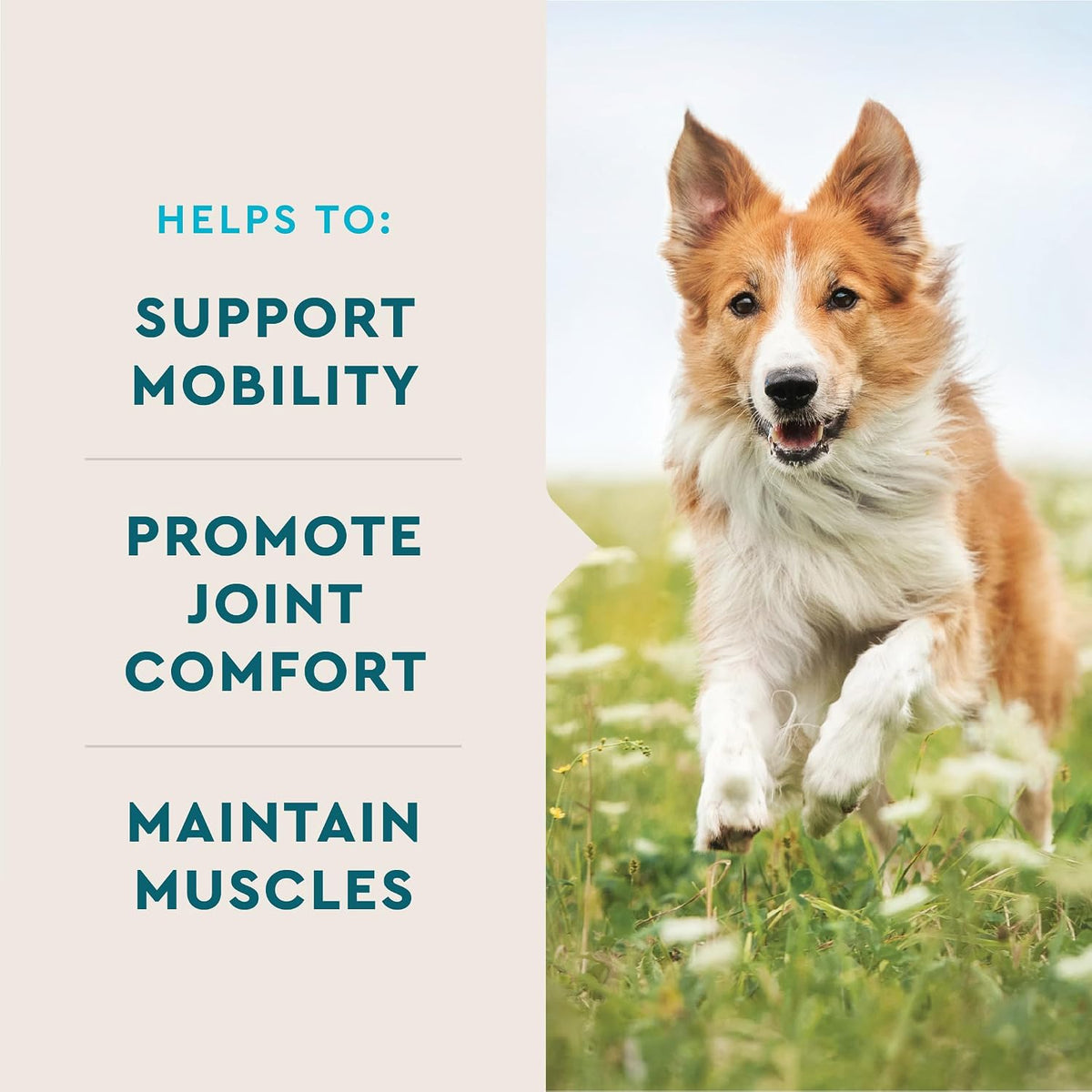 VetIQ chicken flavored soft chews for dog mobility support and cartilage health