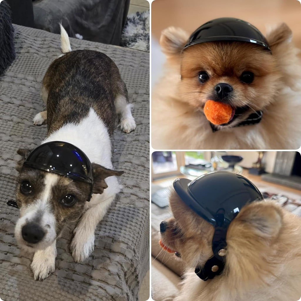 Inside view of Petleso pet helmet showing foam padding