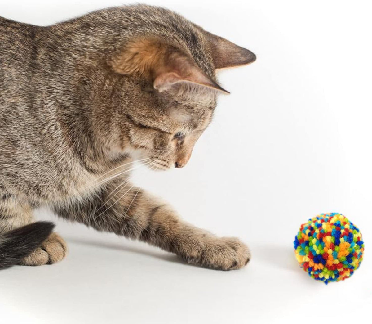 Fluffy domestic cat batting a soft multicolor pet toy ball