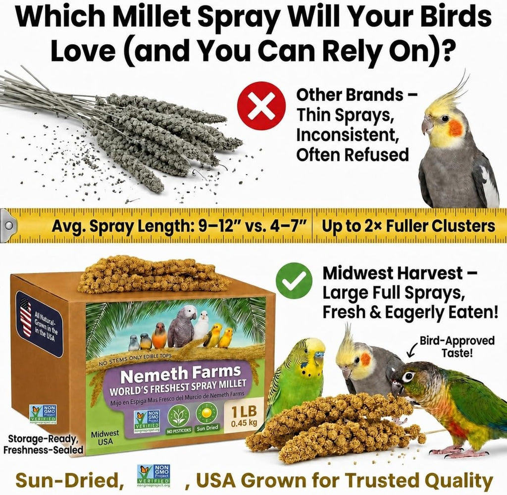 Nemeth Farms Spray Millet - Edible Tops Only, Non-GMO and Sun-Dried - 1 lb for Parakeets, Canaries and Finches - Image 8