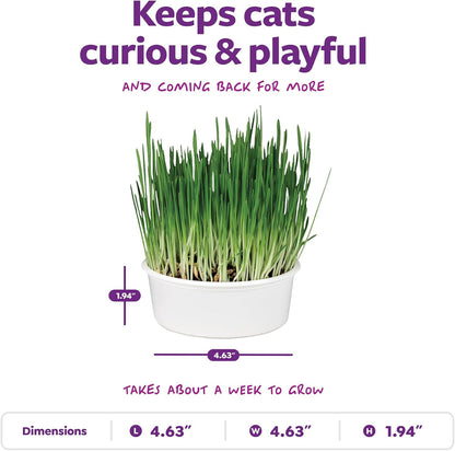 Freshly sprouted green oat grass growing inside the recyclable potting container.