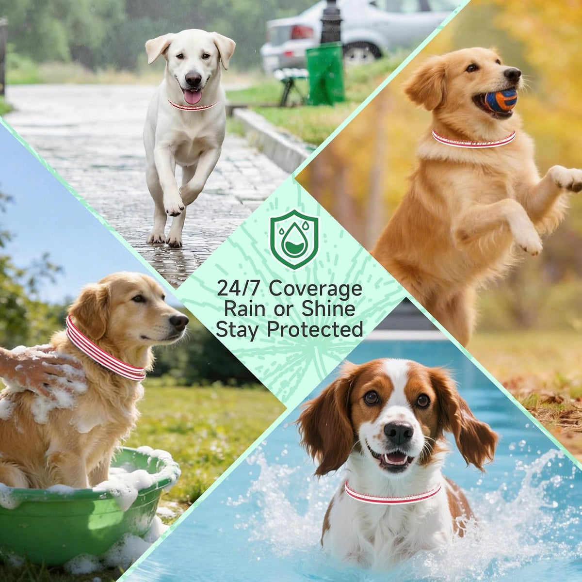 Yotango dog collar multi-pack for all breeds