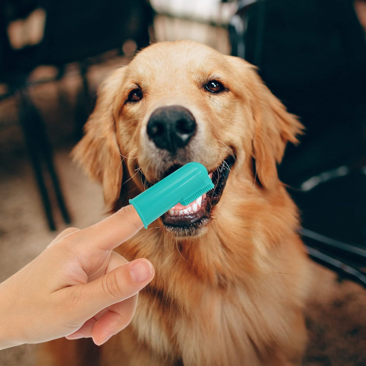 Close up of soft silicone bristles on H&H Pets finger brush