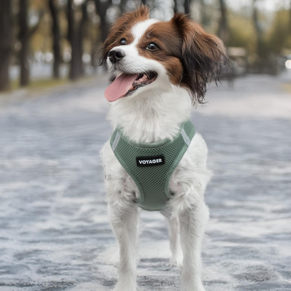 Moss green extra extra small step-in vest harness for small breeds