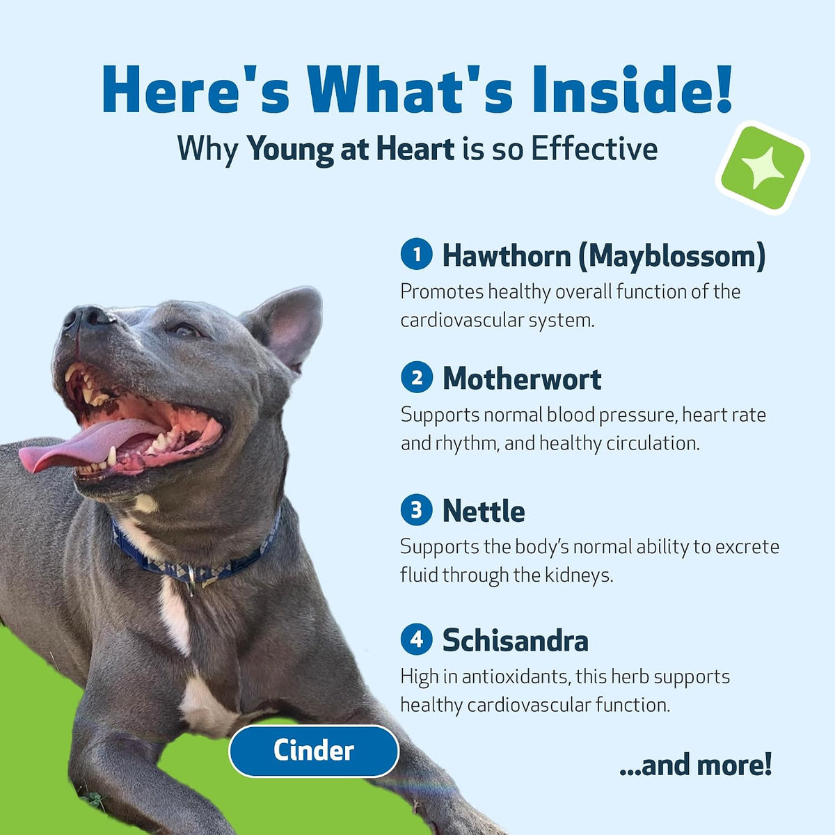 NASC certified Pet Wellbeing liquid heart support formula for senior dogs close up.