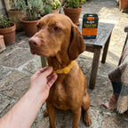 Alzoo flea and tick collar set for dogs