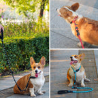 Mystercome no pull slip collar for medium dogs displayed with sturdy metal hardware rings