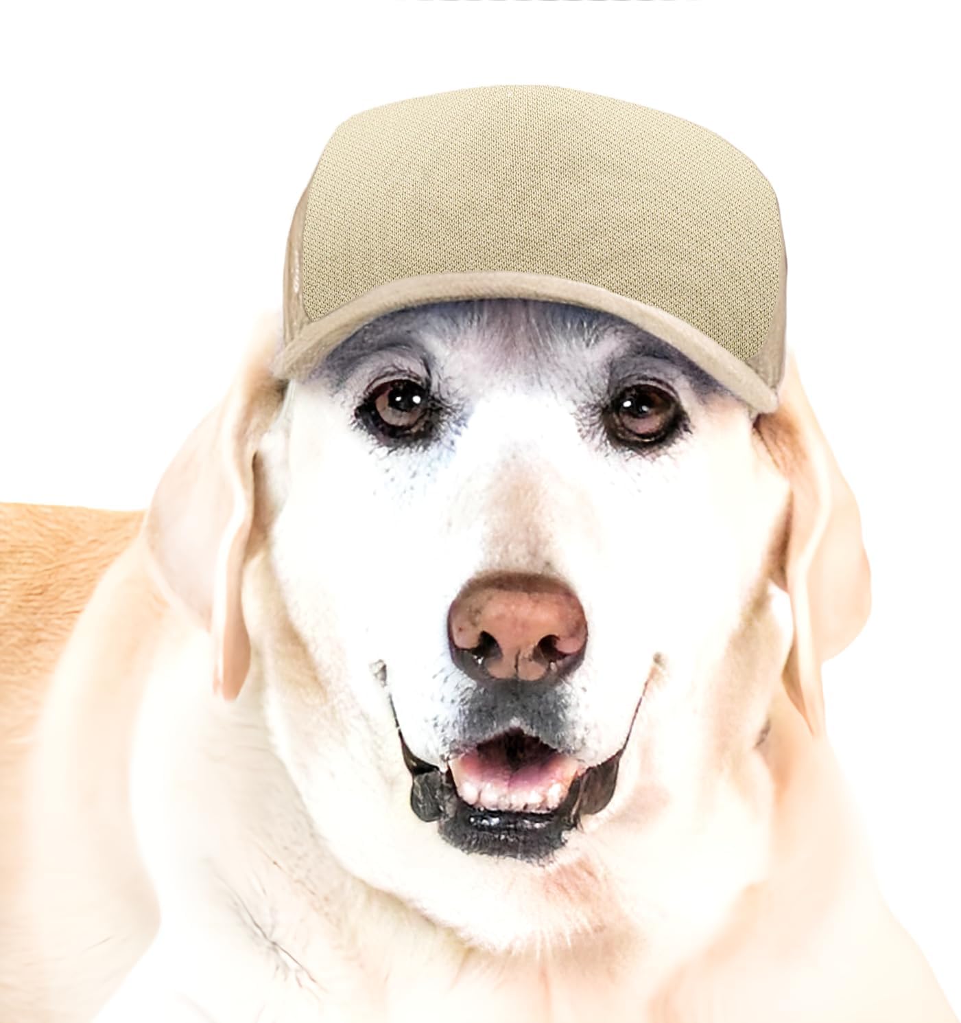 DIY PupLid Trucker Hats (Cranberry, Large) - Customizable Dog Hat, Blank Canvas for Personalized Design, Adjustable, Premium Stylish Sun Protection - Image 13