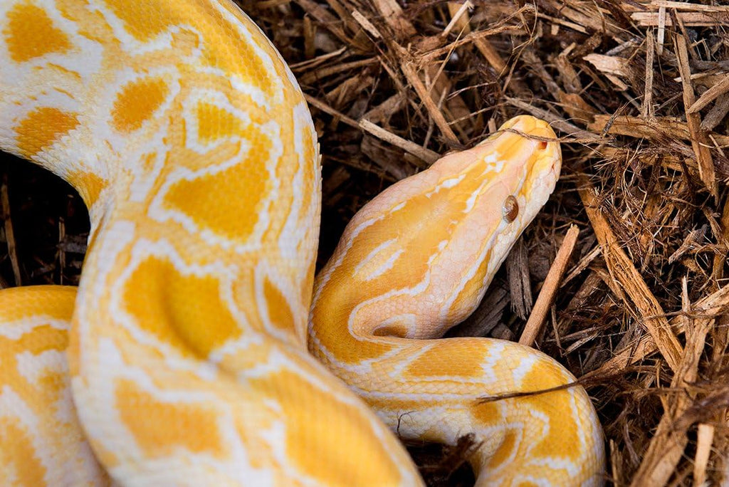 Galapagos cypress tank mulch displayed inside a reptile terrarium habitat setup