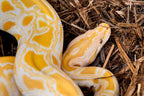 Galapagos cypress tank mulch displayed inside a reptile terrarium habitat setup