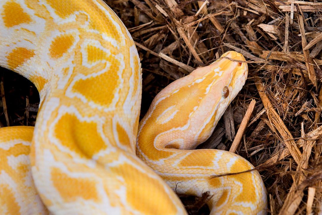 Galapagos cypress tank mulch displayed inside a reptile terrarium habitat setup