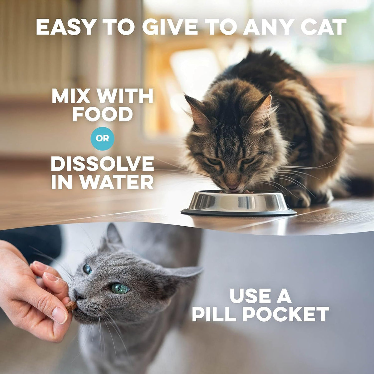 Side view of BestLife4Pets cat health supplement showing dosage guidelines for eye care.