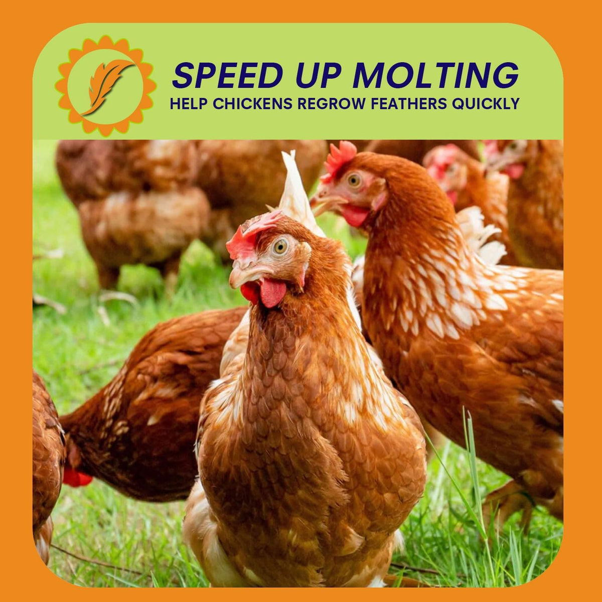 Resealable bag design for Meilleure dried poultry treats