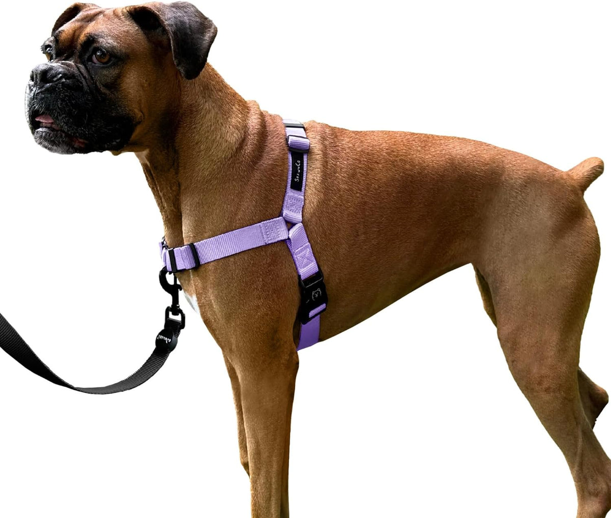Dog wearing Large size ShawnCo Dream Walk harness for size reference
