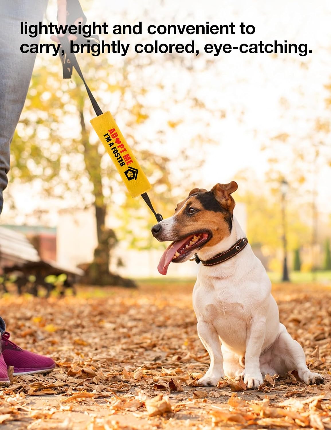 Foster dog wearing a vest with the yellow alert sleeve visible during an outdoor training walk.