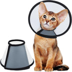 Small dog wearing Vivifying Elizabethan recovery collar