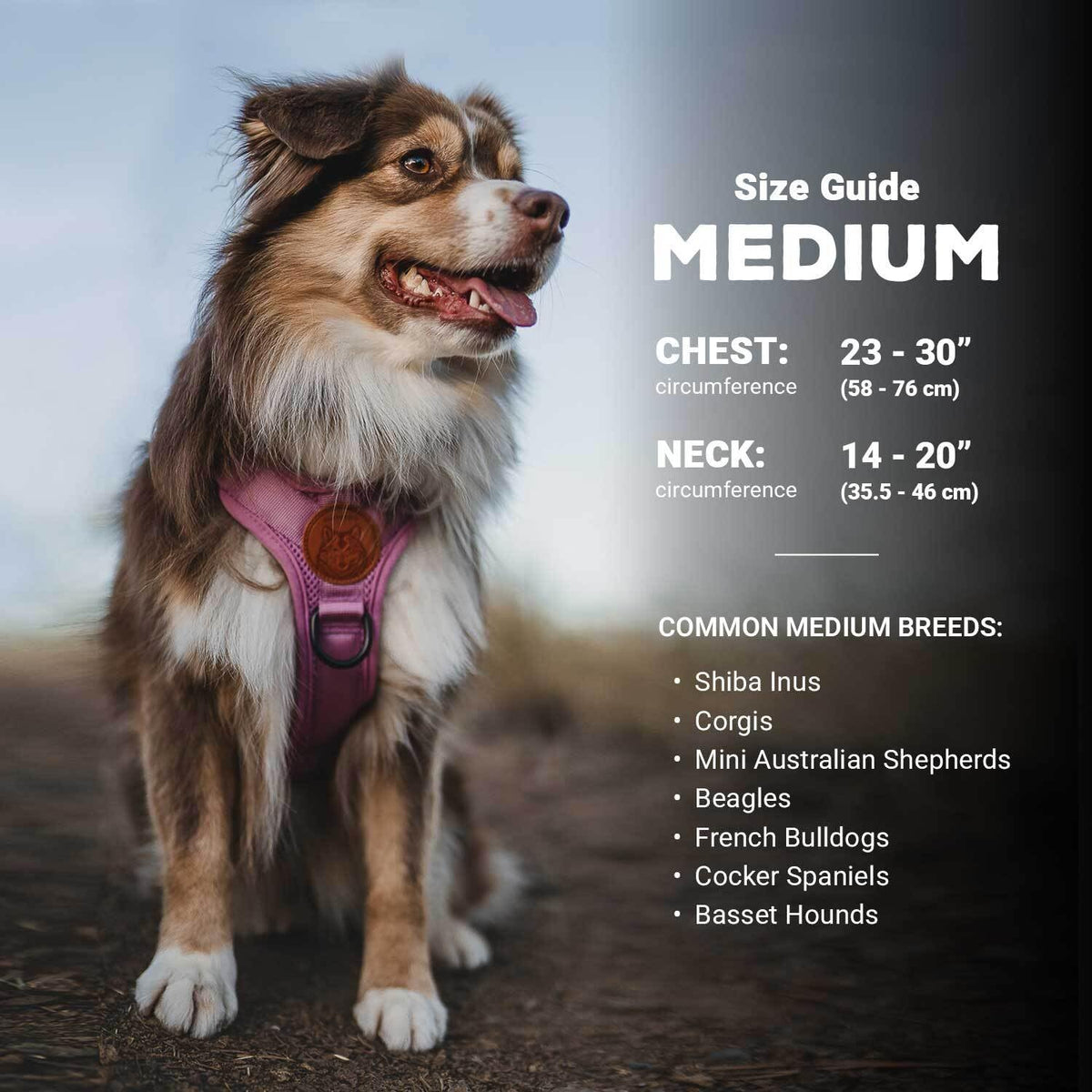 Wilderdog dog harness back view with D-ring attachment