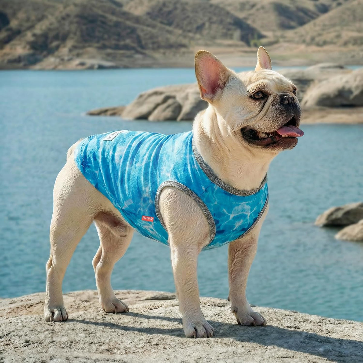 Side profile of dog in cooling vest for sun protection
