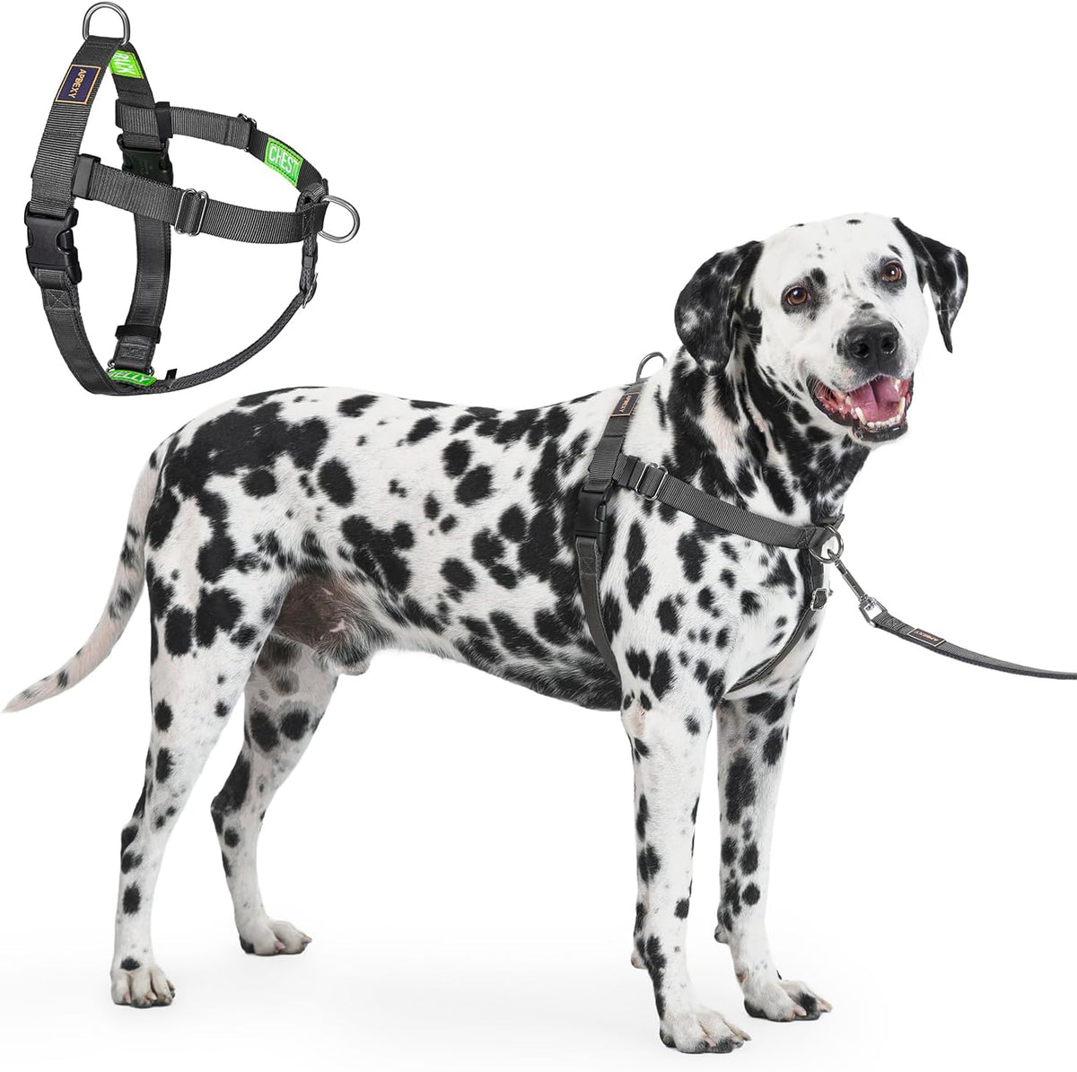 Freedom No Pull Dog Harness, Designed for Hound Dog Train, Easy Walk with 2 Stainless D-Rings, Sewn-in Instructions Tags for Easy Use, for Large Dogs Weight 60-80 lbs (Purple, L) - Image 14