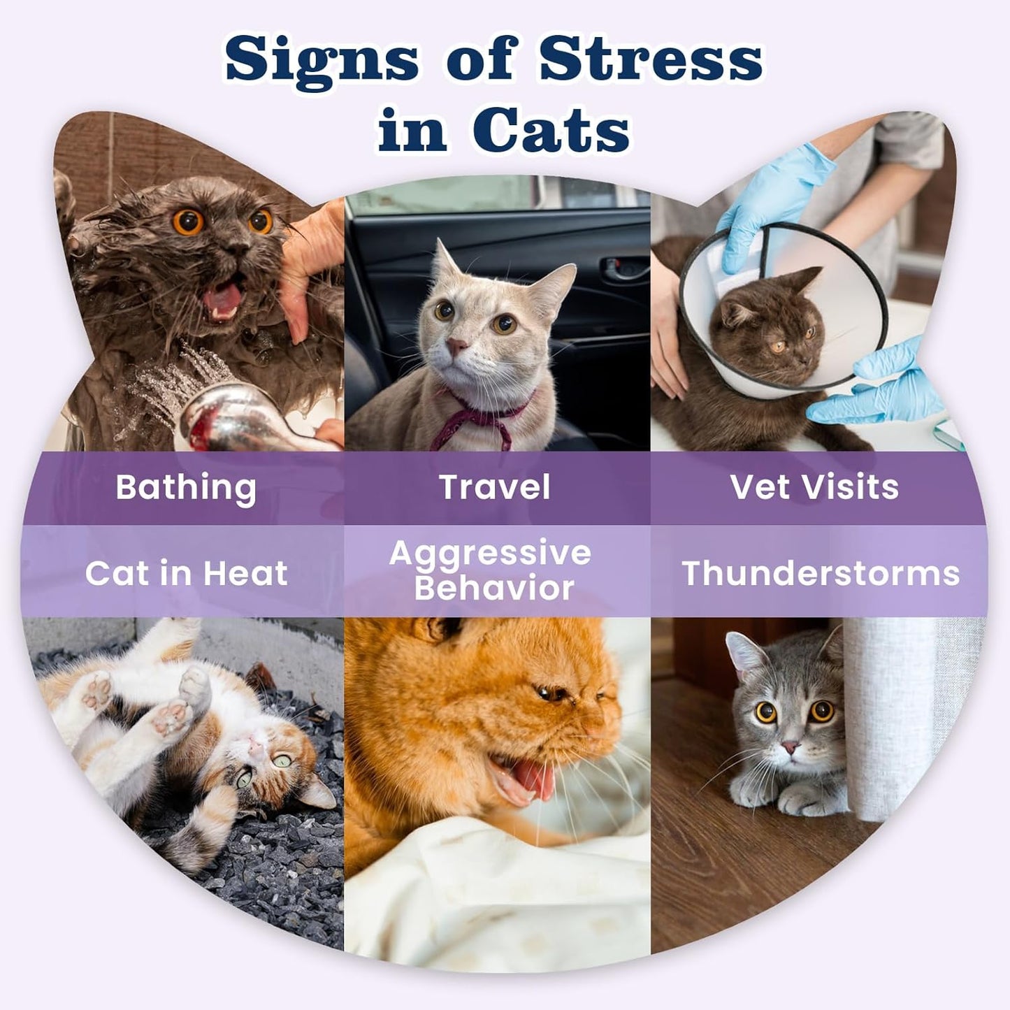 PLBKCTS premium cat melatonin treats in chicken flavor for travel stress reduction.
