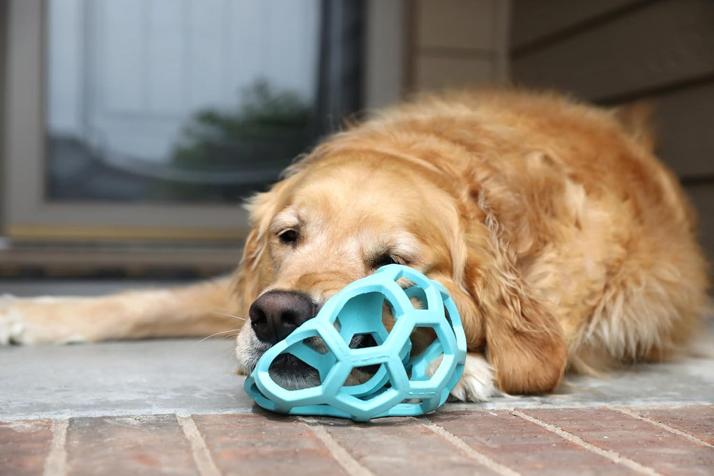 Dog playing with JW Pet Hol-ee Roller puzzle toy